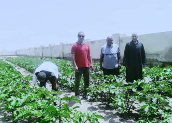 زراعة جنوب سيناء تتابع الزراعات الإرشادية