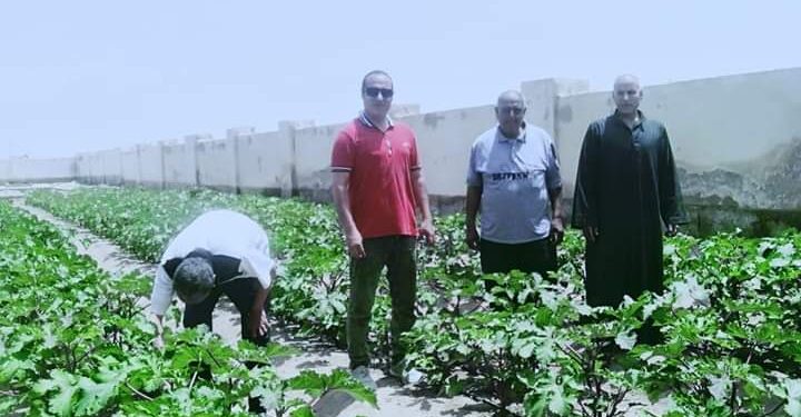 زراعة جنوب سيناء تتابع الزراعات الإرشادية