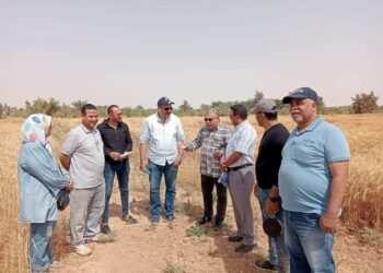 حصاد القمح بزراعة الوادي الجديد