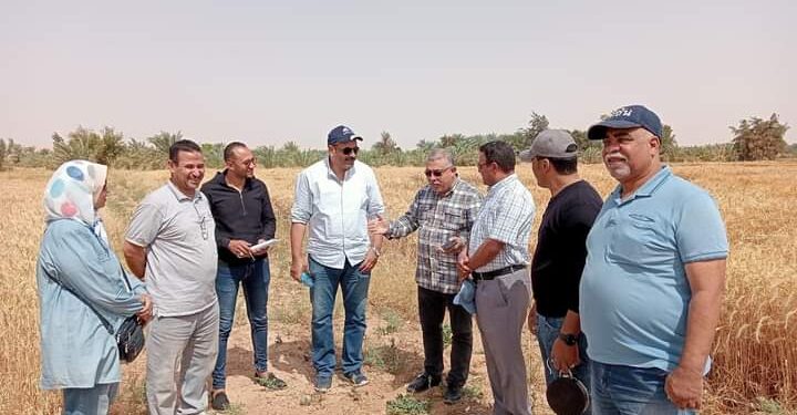 حصاد القمح بمزرعة الشركة 5 بالوادي الجديد 1 حصاد القمح بزراعة الوادي الجديد