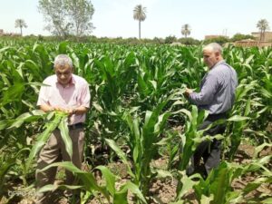 متابعة زراعات الذرة بمنيا القمح بزراعة الشرقية 
