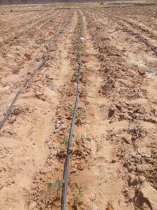 زراعة جنوب سيناء تتفقد زراعات الخضار بدهب 