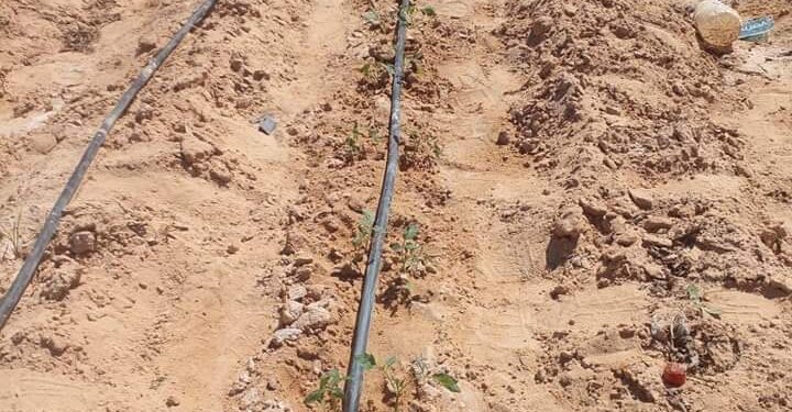 زراعة جنوب سيناء تتفقد الزراعات بدهب 1 زراعة جنوب سيناء تتفقد زراعات الخضار بدهب