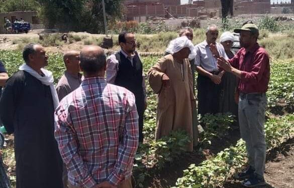 فريق إرشادي ريفي بمديرية زراعة بني سويف لمحصول القطن 1 فريق إرشادي ريفي