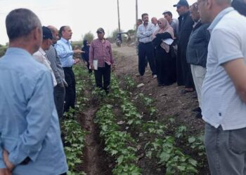 زراعة الدقهلية