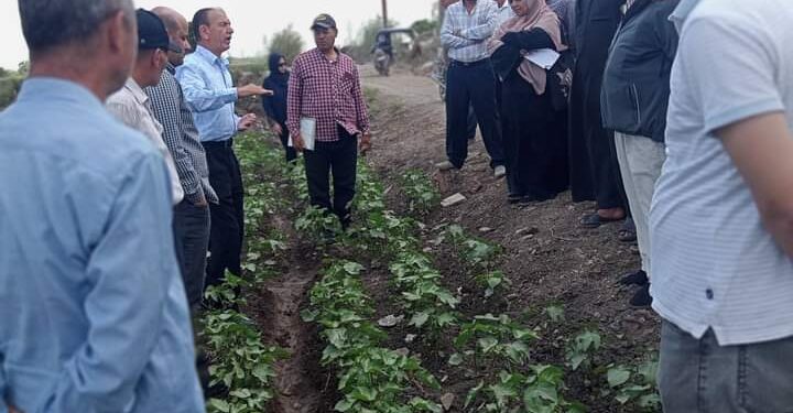زراعة الدقهلية تنظم ندوة و قافلة إرشادية لمحصول القطن 1 زراعة الدقهلية