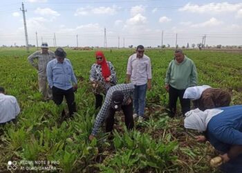 حصاد البنجر بمديرية زراعة الدقهلية
