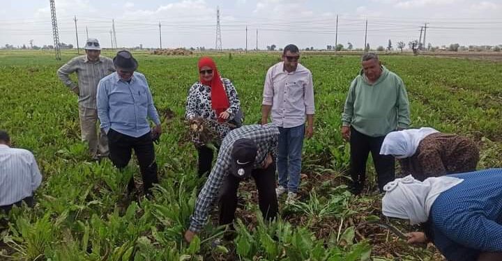 زراعة الدقهلية تنظم يوم حصاد البنجر السكر 1 حصاد البنجر بمديرية زراعة الدقهلية