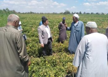 زراعة الدقهلية تتابع محصول الطماطم