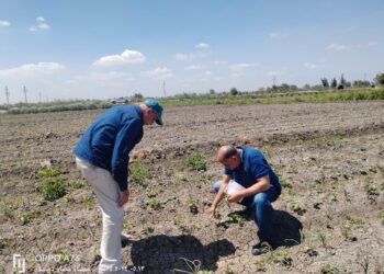 متابعة زراعات القطن بالبحيرة