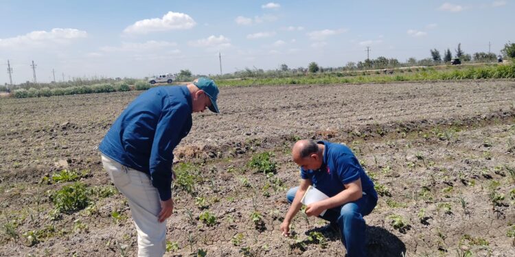 البحيرة ..زراعة 5083 فدان قطن من إجمالى المستهدف زراعتة هذا العام 1 متابعة زراعات القطن بالبحيرة