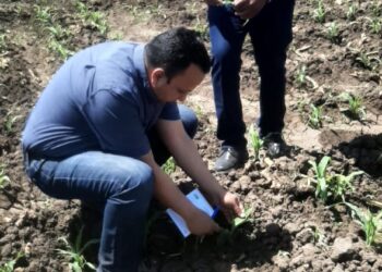 دودة الحشد الخريفية