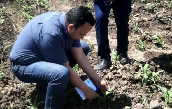 دودة الحشد الخريفية