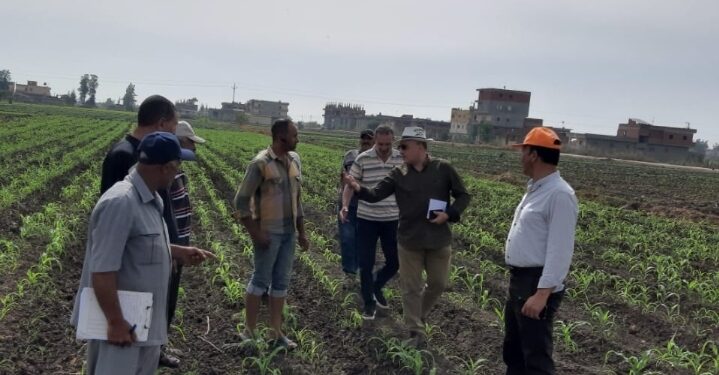 معهد بحوث وقاية النباتات يتابع ويرصد دودة الحشد الخريفية بكفر الشيخ 1 لجنة معهد بحوث وقاية النباتات