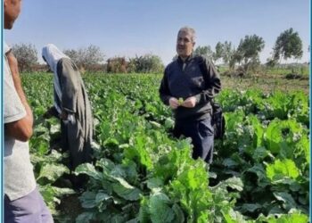 فريق إرشادي ريفي بمديرية زراعة الجيزة لمحصول بنجر السكر