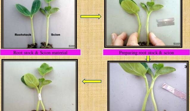 قواعد واشتراطات تطعيم الخضر وأسباب عدم الاستعانة بـ«الترقيد الهوائي» 1 تطعيم الخضر