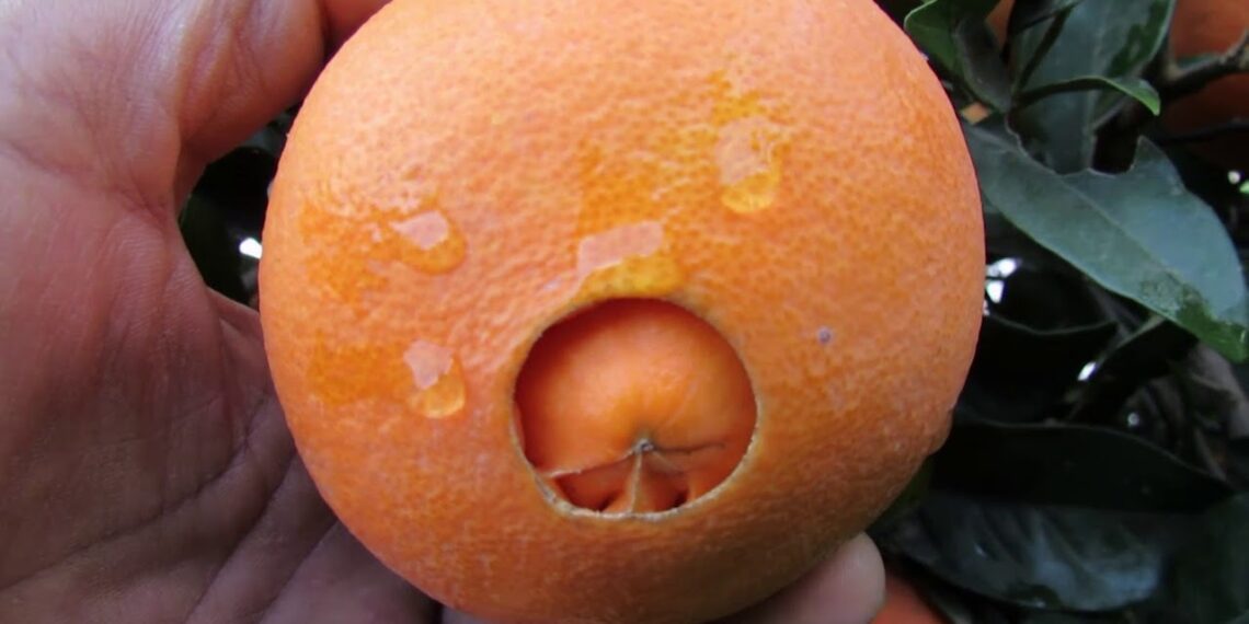 البرتقال أبو سرة