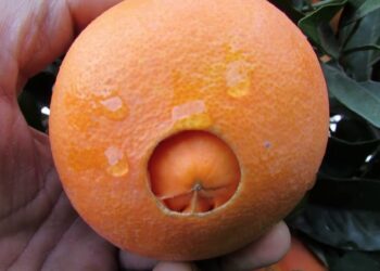 البرتقال أبو سرة