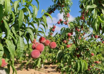 محصول الخوخ