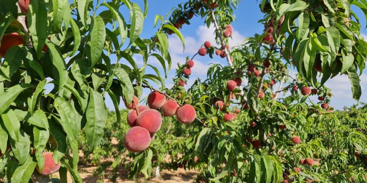 أهم التوصيات الفنية..لمحصول الخوخ خلال شهر مايو 1 أهم التوصيات الفنية..لمحصول الخوخ خلال شهر مايو