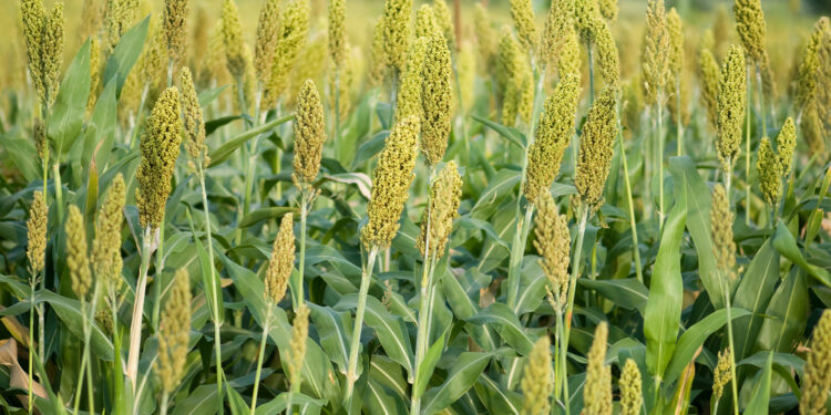 أهم التوصيات الفنية لمحصول الذرة الرفيعة خلال شهر يوليو 1 الذرة الرفيعة