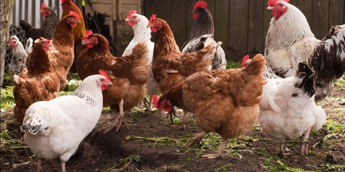 ٦ شروط أساسية.. باحثة توضح مواصفات تربية الدواجن المنزلية 1 تربية الدواجن في المنزل