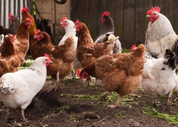 تربية الدواجن في المنزل