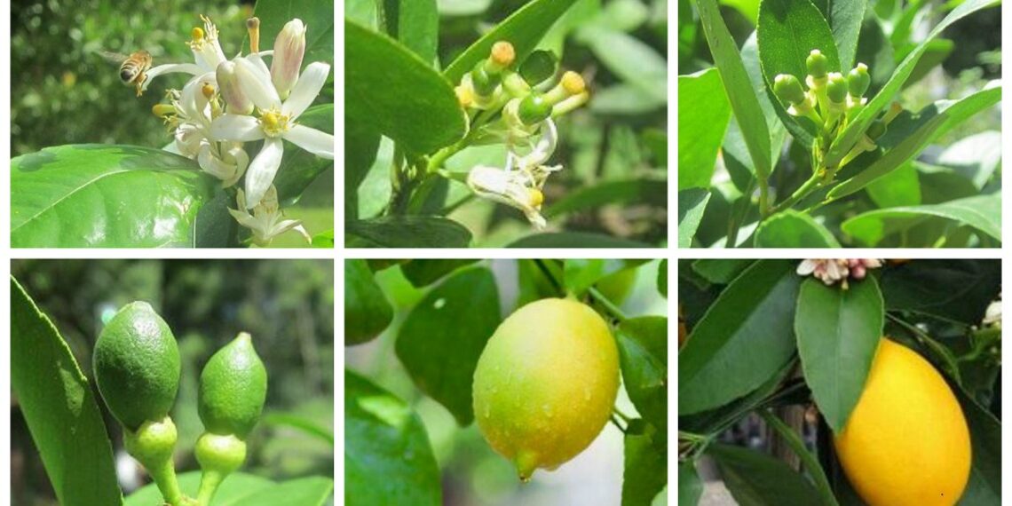 تزهير الليمون
