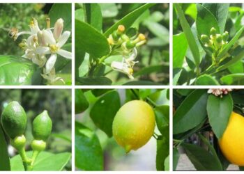 تزهير الليمون