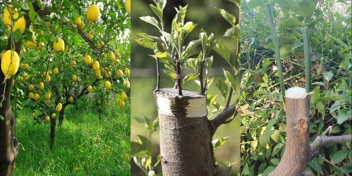 تطعيم الموالح