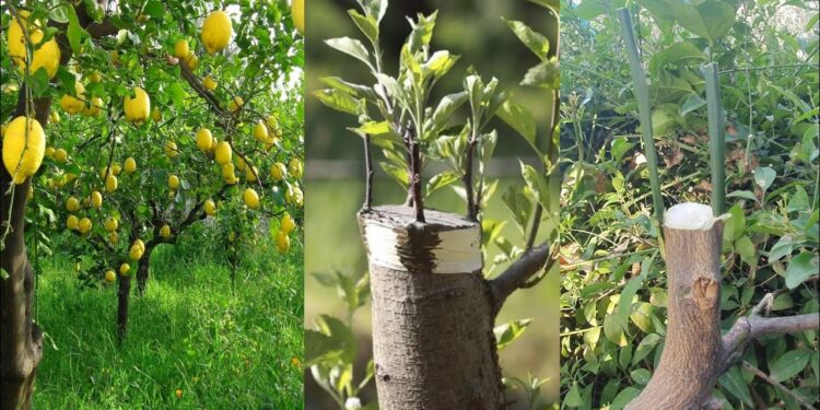 خطوات علاج أخطاء تطعيم الموالح ومشاكل الغش التجاري 1 تطعيم الموالح