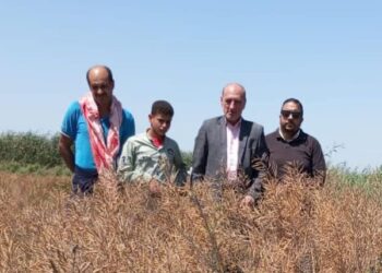 حصاد الكانولا بزراعة بورسعيد