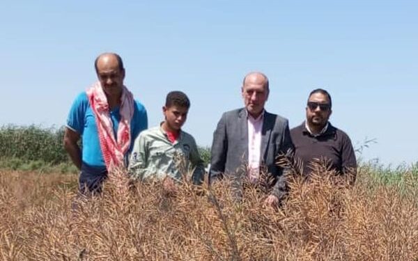 حصاد الكانولا بزراعة بورسعيد