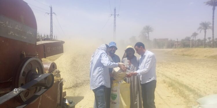 وكيل زراعة أسيوط يتفقد زراعات القمح و الشون  1 زراعة أسيوط