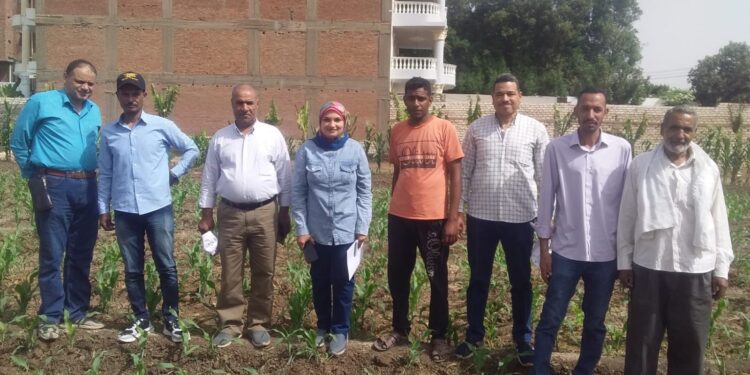 زراعة أسيوط: تشكل لجنة للمرور على زراعات الذرة الشامية 1 زراعة أسيوط