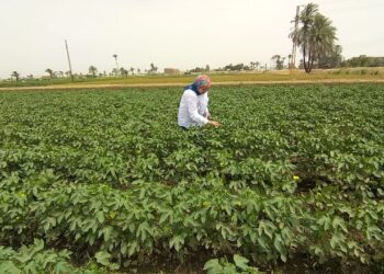 زراعة أسيوط