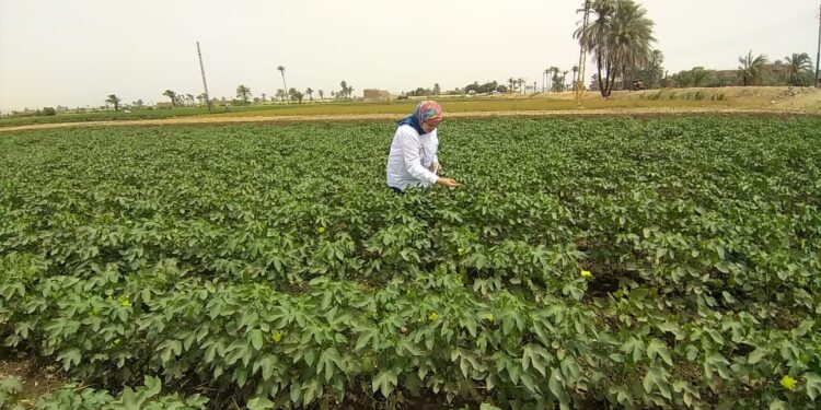 زراعة أسيوط تتابع الزراعات الصيفية والتقاوي وتوريد القمح بالشون 1 زراعة أسيوط