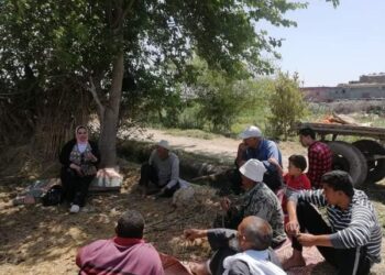 زراعة الإسكندرية