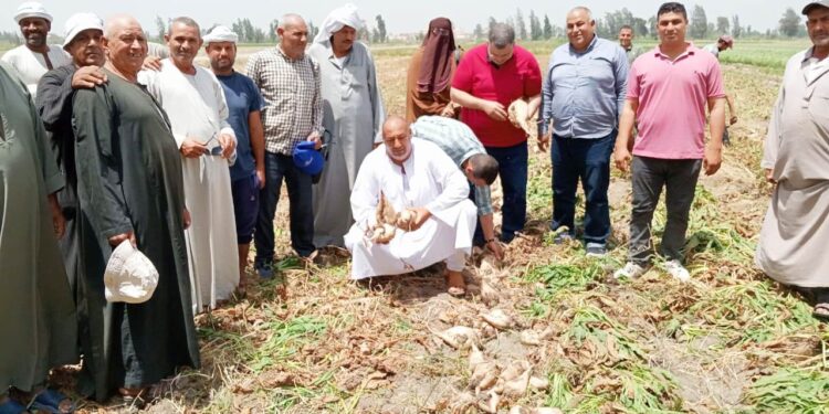 زراعة البحيرة تنفذ يوم حصاد لبنجر السكر بحوش عيسى 1 زراعة البحيرة