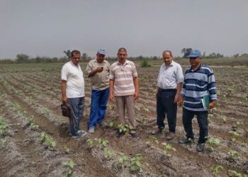 زراعة الشرقية