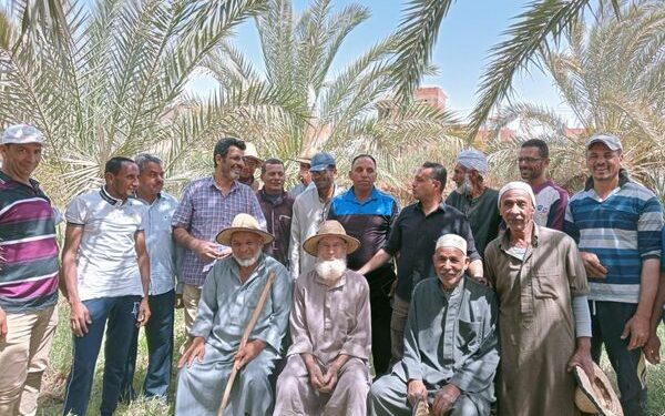 زراعة الوادي الجديد: مدرسة حقلية للنخيل بالمعصرة 1 زراعة الوادي الجديد