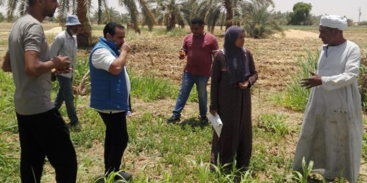 زراعة الوادي الجديد تنفذ المرحلة الأولى من زراعات الموسم الصيفي للمحاصيل العلفية والحقلية 1 زراعة الوادي الجديد