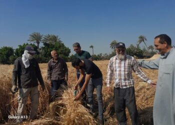 زراعة بني سويف