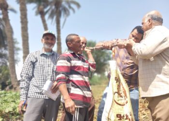 زراعة بني سويف