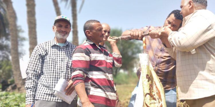 زراعة بني سويف تنفذ يوم حصاد لمحصول بنجر السكر بمركز إهناسيا 1 زراعة بني سويف