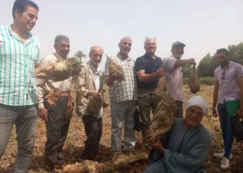 زراعة بني سويف