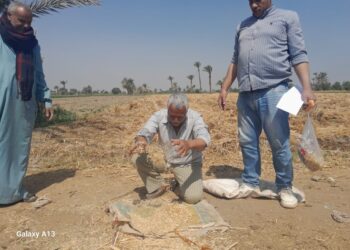 زراعة بني سويف