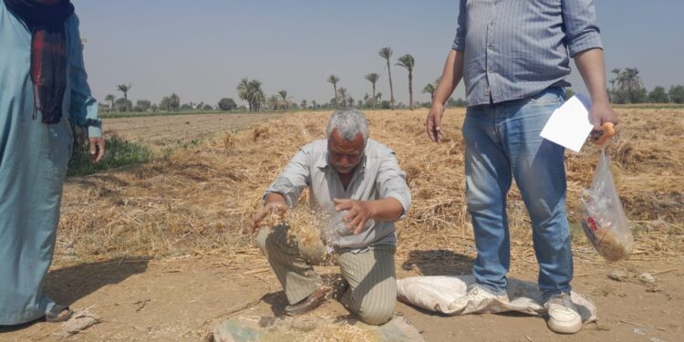 زراعة بني سويف