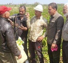 زراعة بورسعيد