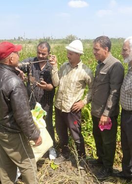 زراعة بورسعيد